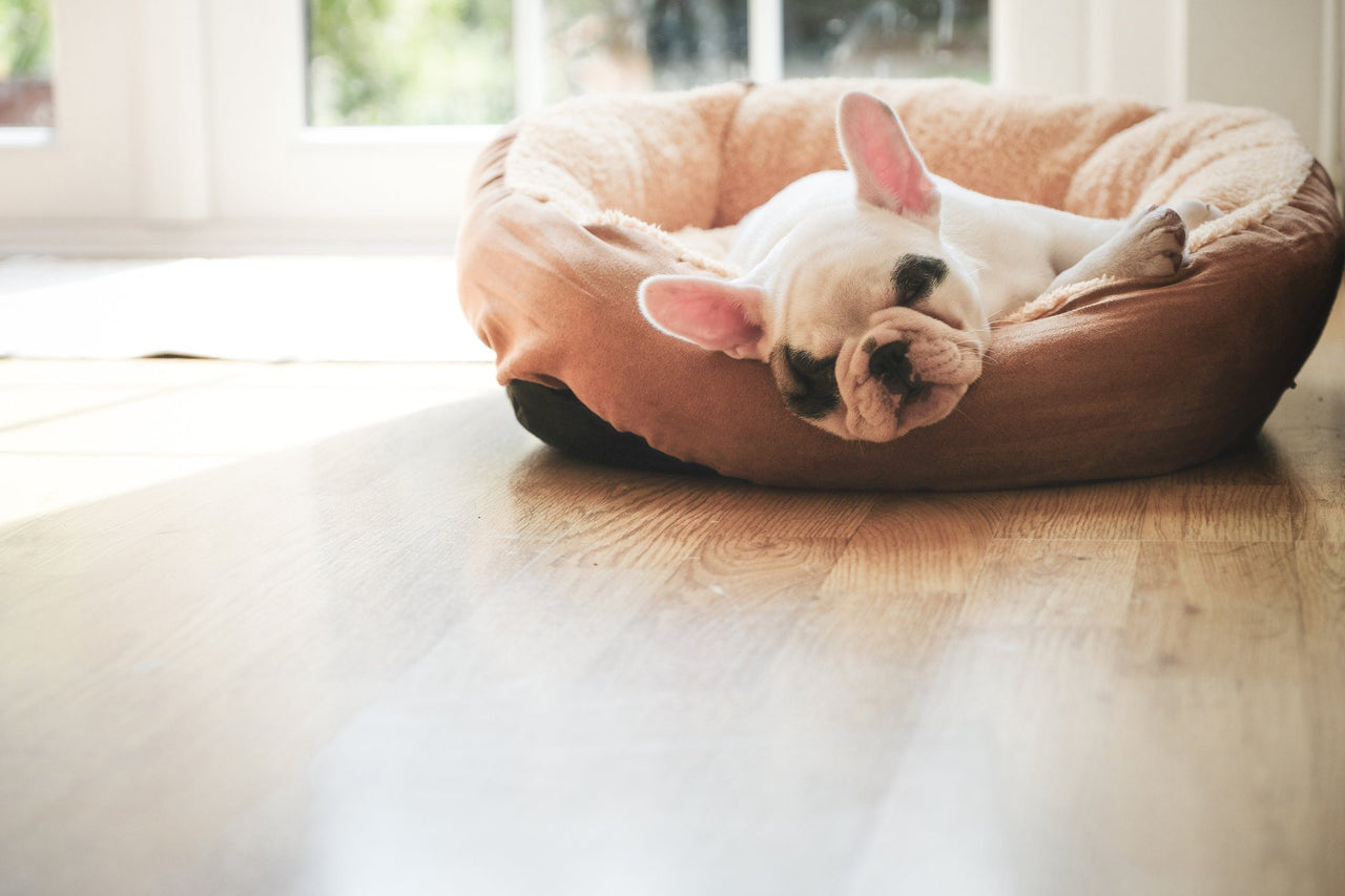 French Bulldogs love DIY dog beds