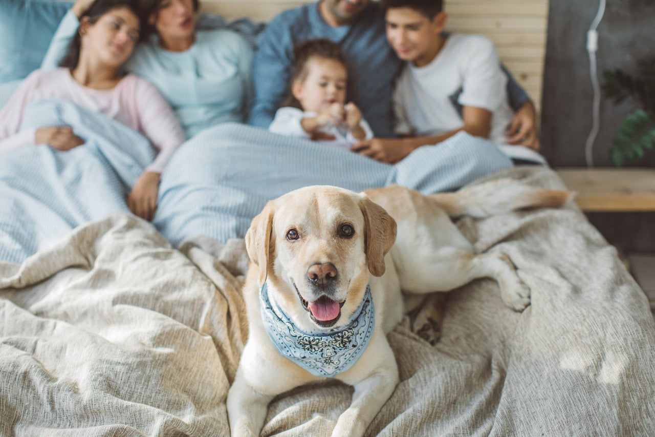dog sleeping in bed with family