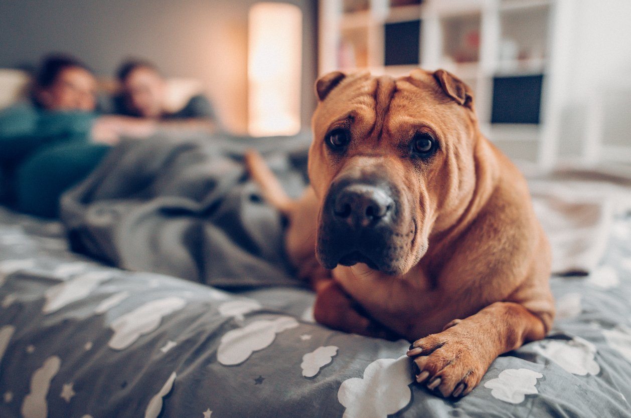 A couple sharing a bed with a dog