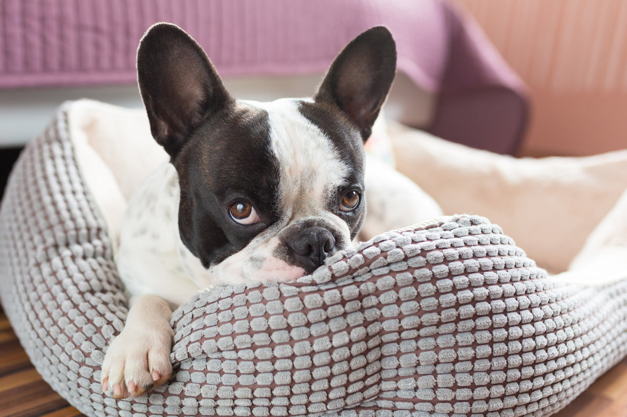 7 Tips on Buying a Dog Bed for New Owners