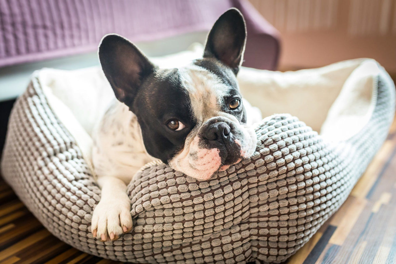 french bulldog in dog bed