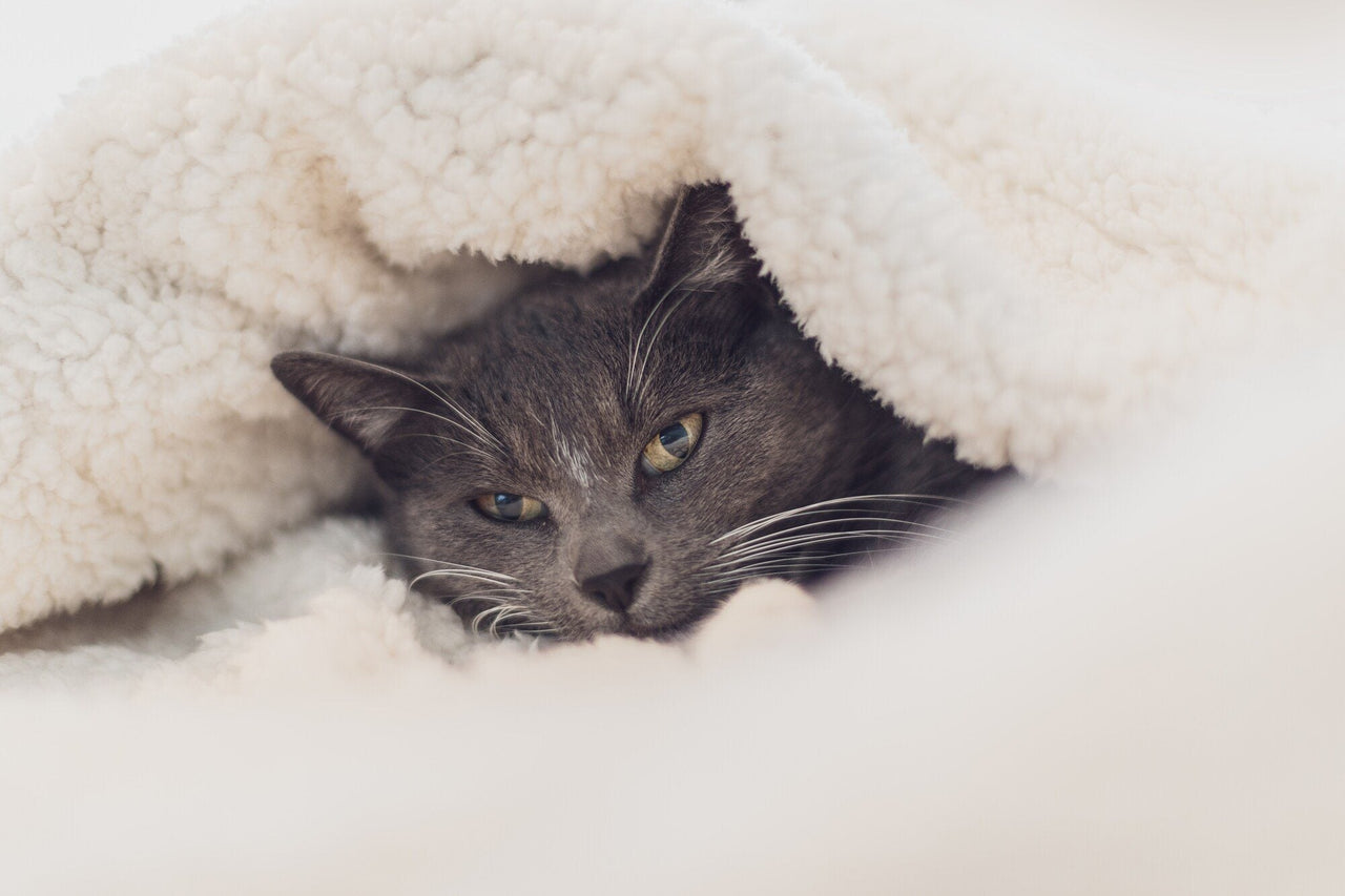 How to Keep Warm on Cold Winter Nights