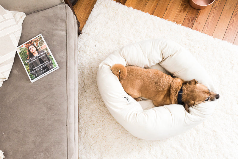 8 Reasons to get your Fur Baby a Bolstered Pet Bed