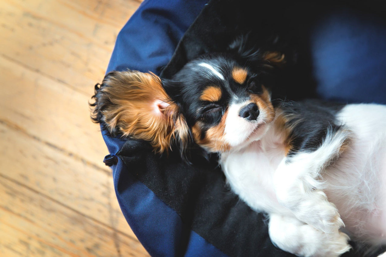 Nest Dog Beds: Your Dog Needs a Good Night Sleep Too