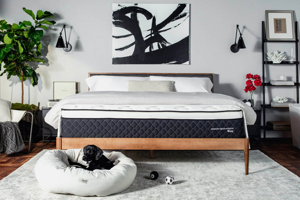 Dog in front of made bed 