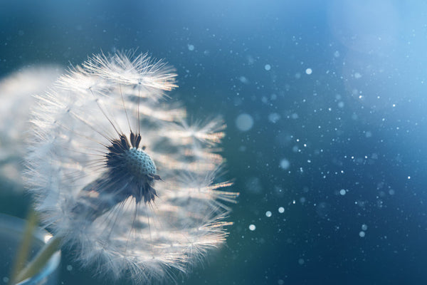 Closeup of pollen blowing away from a seed cluster