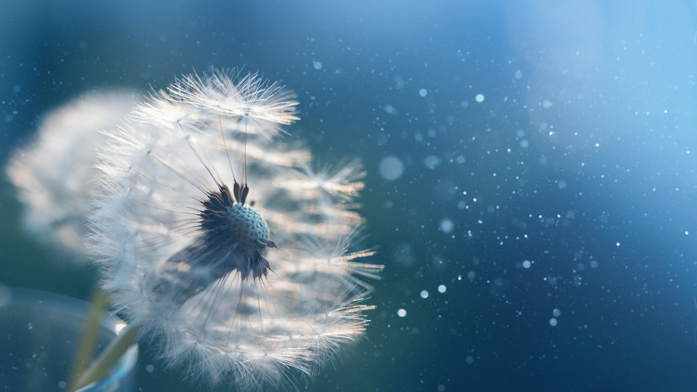 Closeup of pollen blowing away from a seed cluster