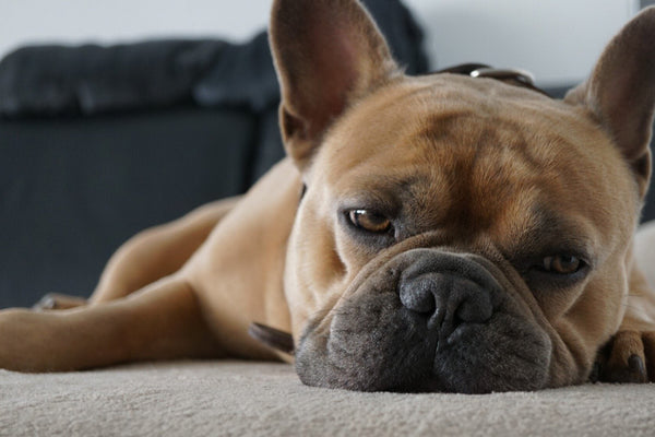 Bedding for Dogs: How to Keep Your Canine Cozy