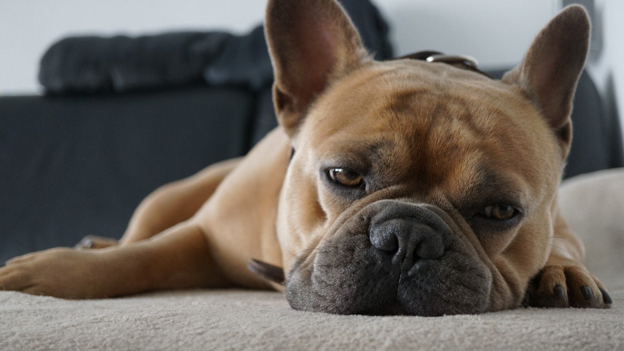 Bedding for Dogs: How to Keep Your Canine Cozy