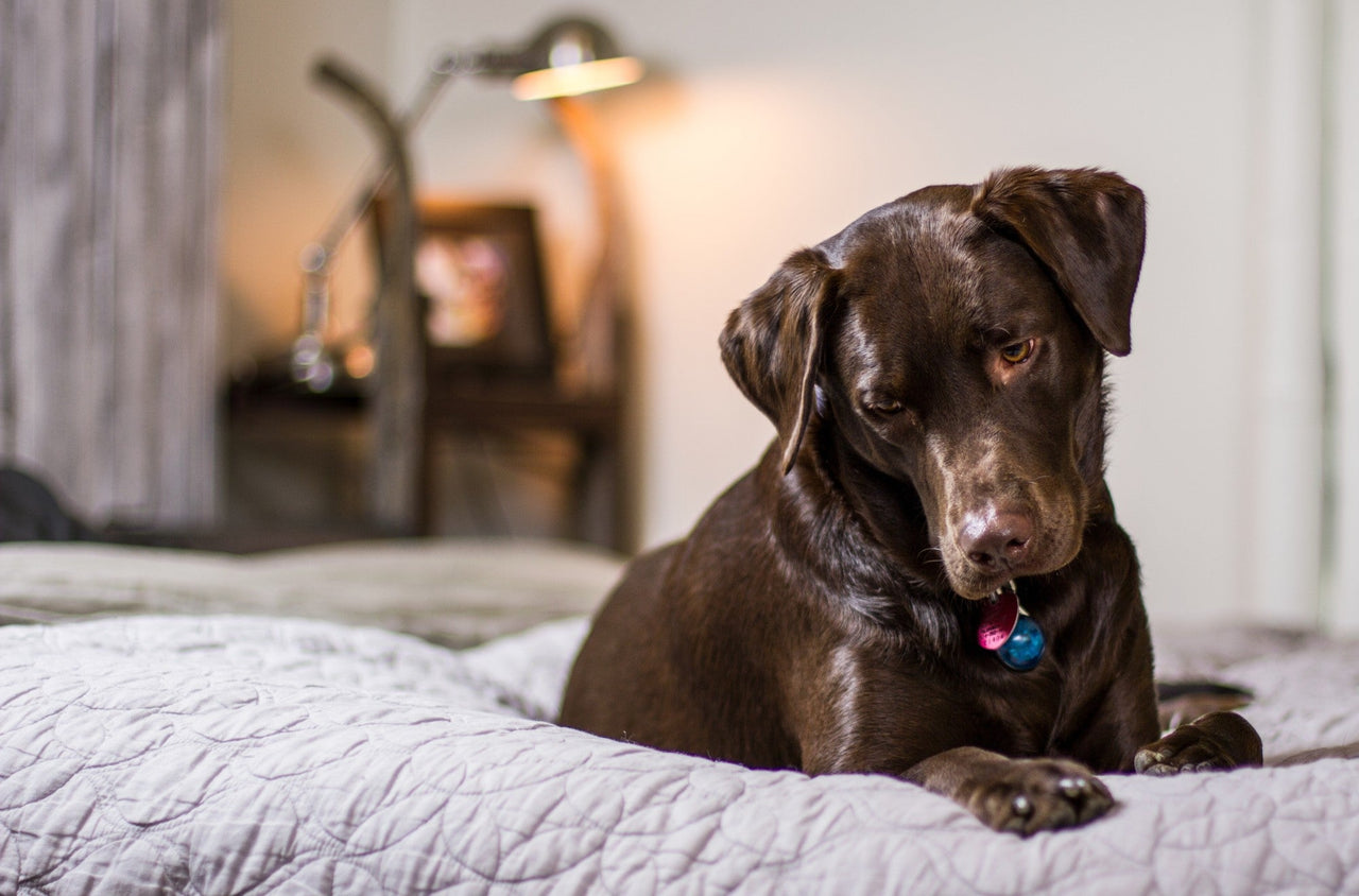 Top 7 Reasons to Buy Beds for Dogs
