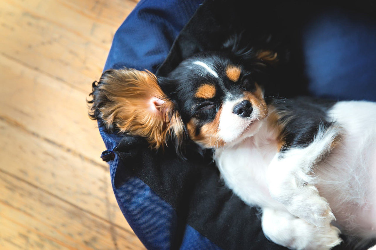Dogs Should Sleep Well, Too: Guide to the Best Dog Beds