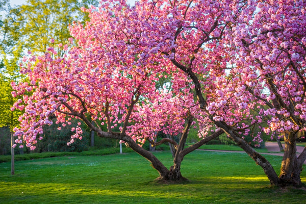 Cherry blooms in blossom in spring