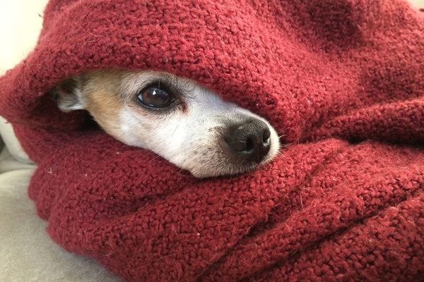 11 Cozy Blankets to Snuggle Up With This Fall