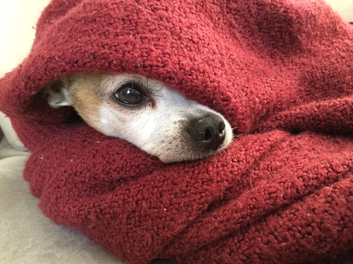 11 Cozy Blankets to Snuggle Up With This Fall
