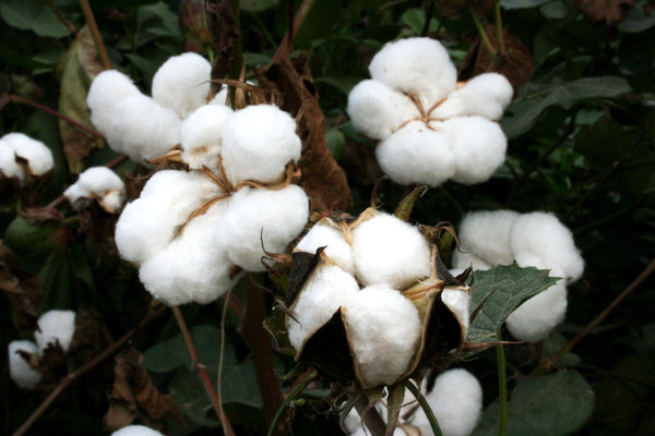 Editorial image related to Sheet Dreams: 8 Big Advantages of Organic Cotton Sheets