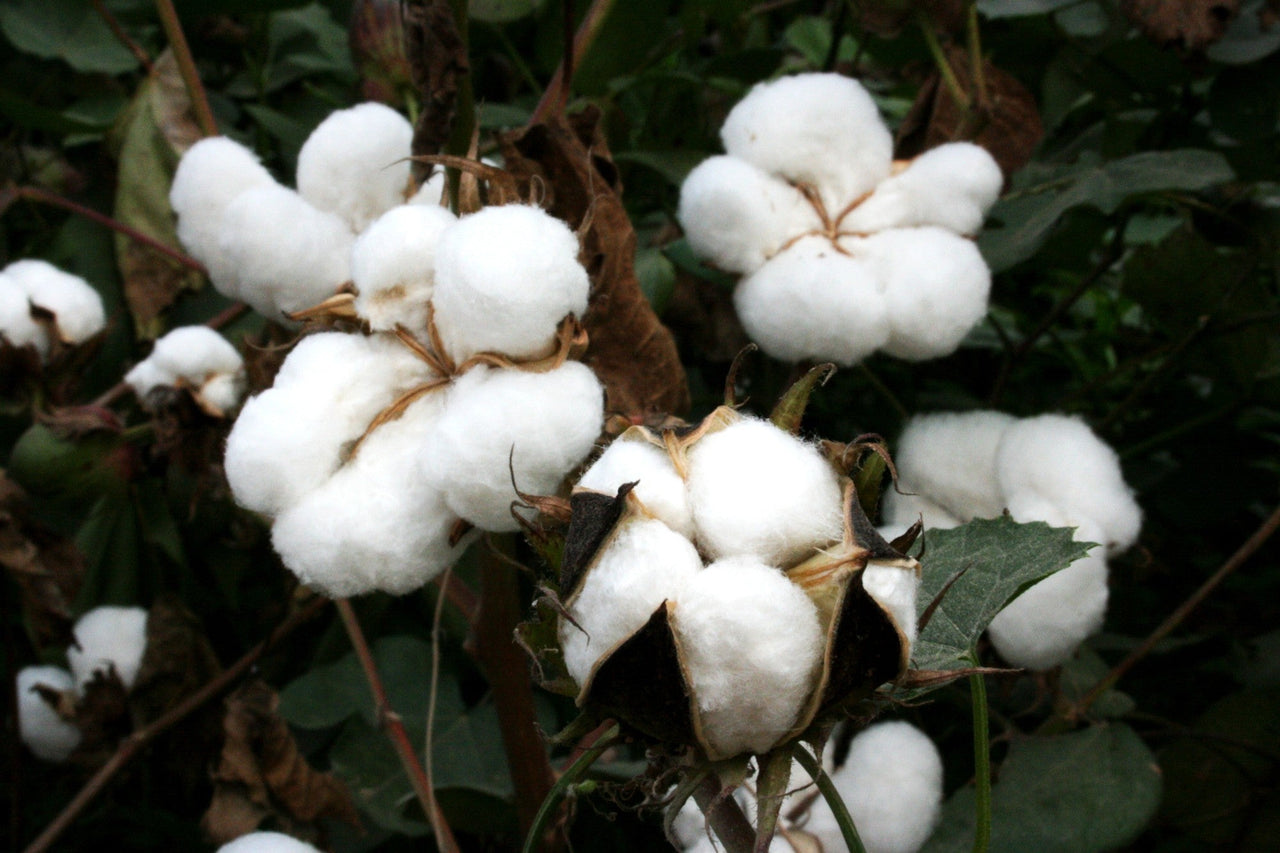Editorial image related to Sheet Dreams: 8 Big Advantages of Organic Cotton Sheets