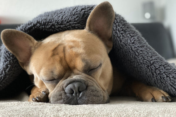 Do Dogs Need Beds? Why Your Pup Needs a Comfy Bed, Too