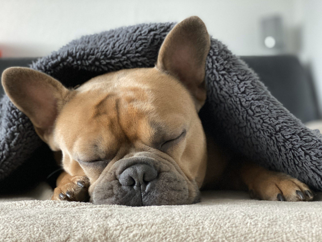 Do Dogs Need Beds? Why Your Pup Needs a Comfy Bed, Too