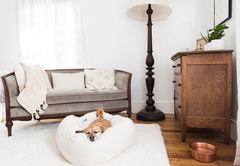Editorial image related to The Pinnacle of Comfort: Why Your Beloved Pet Deserves a Luxury Dog Bed