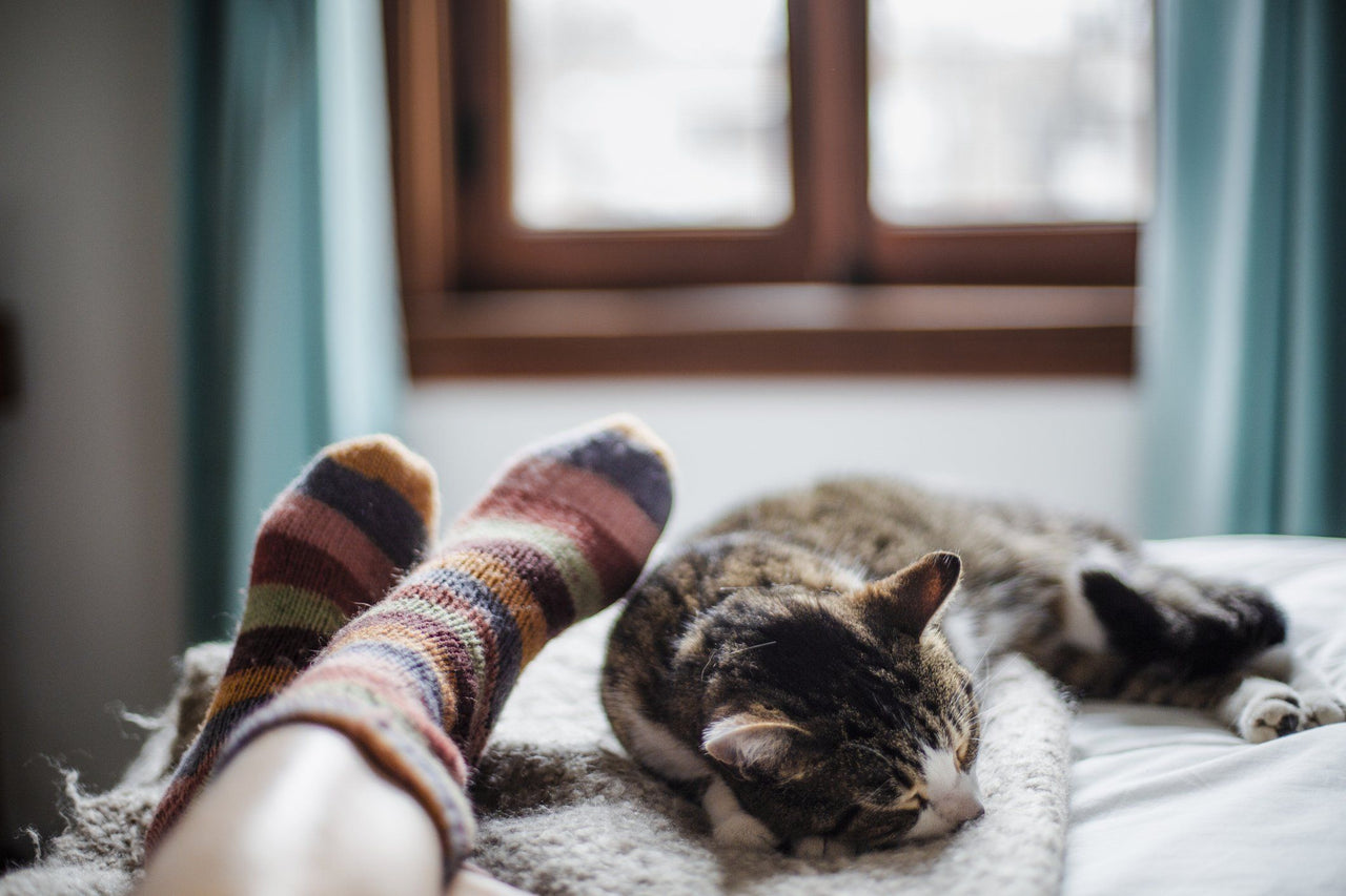 pet cat sleeping at foot of bed