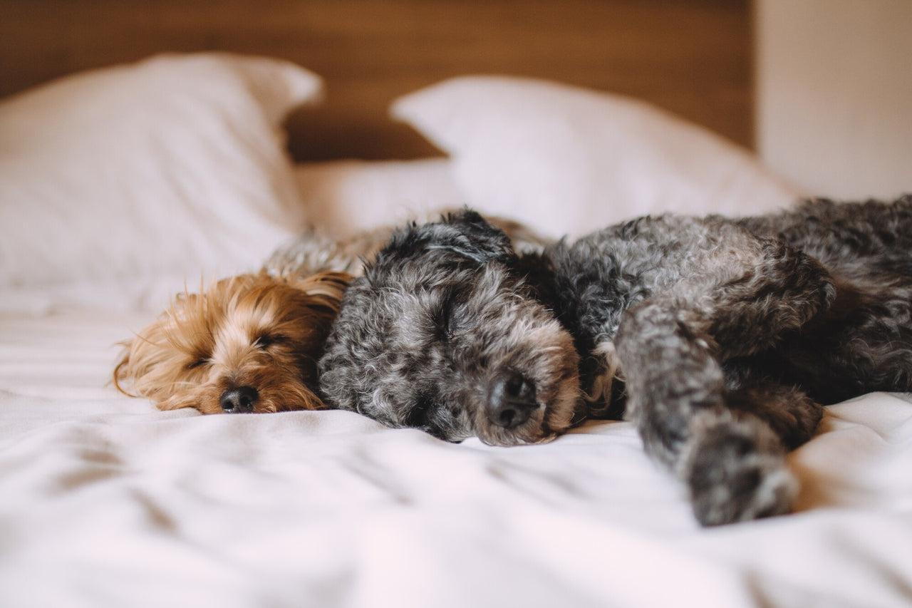 7 Tips for Helping Pets Sleep During the Summer